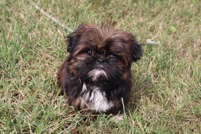 Tiny puppy Winnie